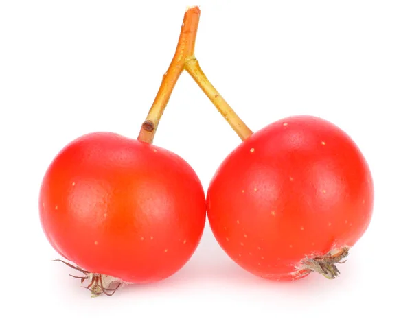 Red Rowan Berries Isolated White Background Macro — Stock Photo, Image