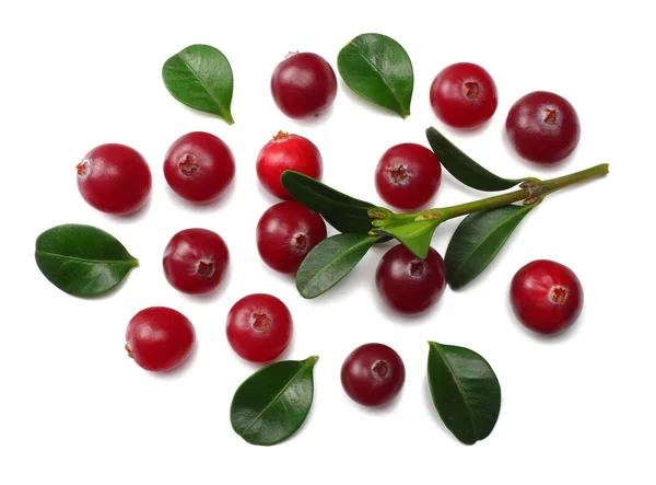 Cranberry Leaves Isolated White Clipping Path Full Depth Field Top — Stock Photo, Image