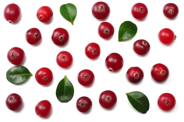 Cranberry Leaves Isolated White Clipping Path Full Depth Field — Stock Photo, Image