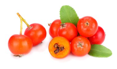 yeşil yaprak beyaz arka plan üzerinde izole kırmızı üvez meyveleri. makro