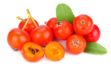 yeşil yaprak beyaz arka plan üzerinde izole kırmızı üvez meyveleri. makro