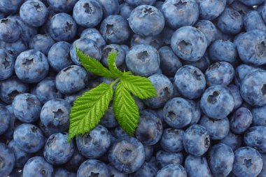 Sağlıklı geçmiş. yabanmersini deseni. Yabanmersini arka planı. meyve arkaplanı.