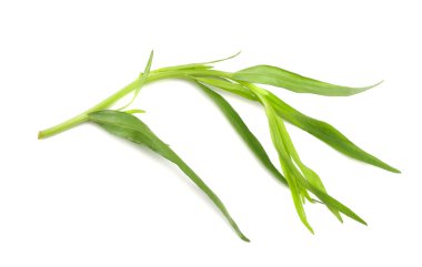 Beyaz arka plan üzerinde izole tarhun yaprak (Artemisia dracunculus)