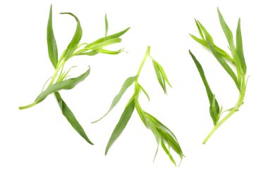 Beyaz arka plan üzerinde izole tarhun yaprak (Artemisia dracunculus)