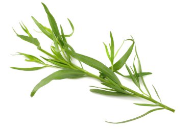 Beyaz arka plan üzerinde izole tarhun yaprak (Artemisia dracunculus)