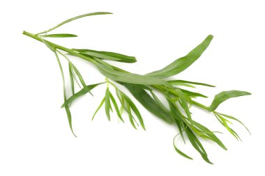 Beyaz arka plan üzerinde izole tarhun yaprak (Artemisia dracunculus)