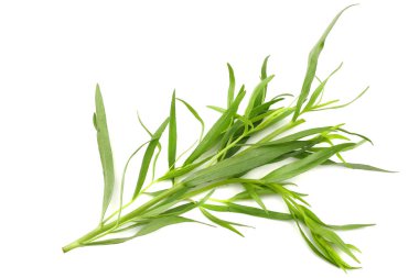 Beyaz arka plan üzerinde izole tarhun yaprak (Artemisia dracunculus)