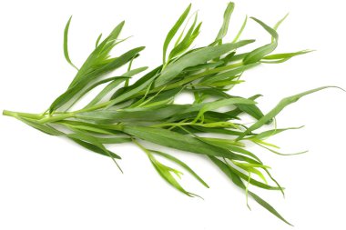 Beyaz arka plan üzerinde izole tarhun yaprak (Artemisia dracunculus)