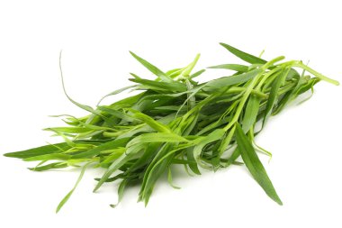 Beyaz arka plan üzerinde izole tarhun yaprak (Artemisia dracunculus)