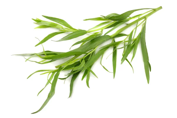 Dragon Blad Artemisia Dracunculus Isolerade Vit Bakgrund — Stockfoto