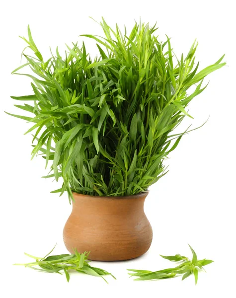 Listy Estragon Artemisia Dracunculus Izolované Bílém Pozadí — Stock fotografie