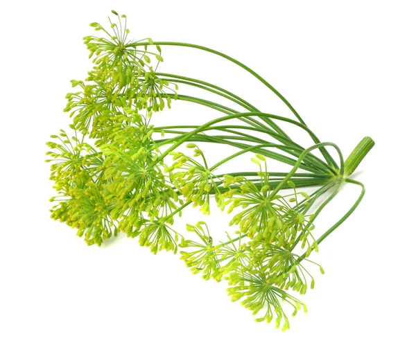 Fresh Dill Flower Isolated White Background — Stock Photo, Image