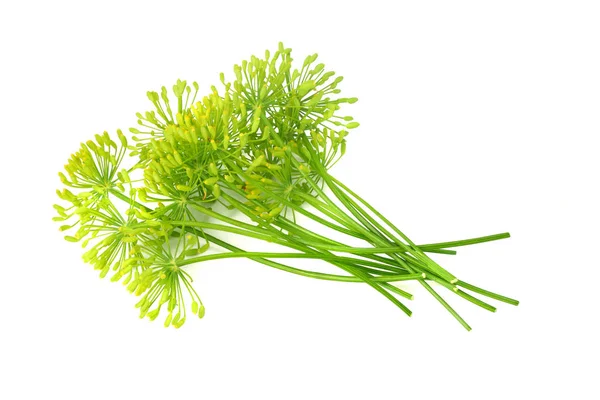 Färsk Dill Blomma Isolerad Vit Bakgrund — Stockfoto