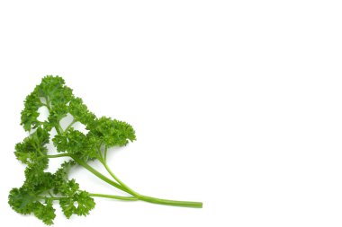 Maydanoz beyaz arkaplan görünümünde izole