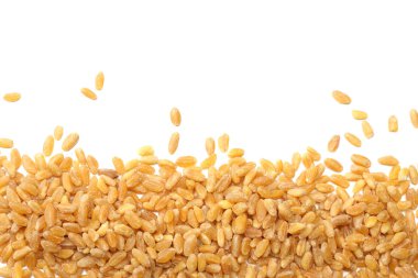 wheat grains isolated on white background. top view clipart