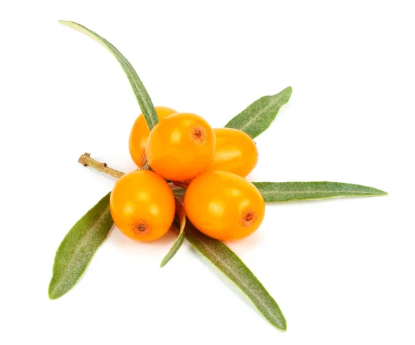 Sea Buckthorn Met Blad Geïsoleerd Een Witte Achtergrond Macro — Stockfoto