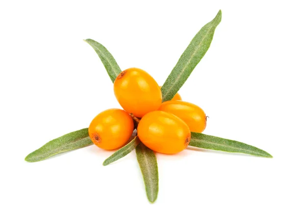 Deniz topalak beyaz arka plan makro'izole yaprak ile