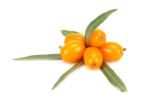 Sea Buckthorn Dengan Daun Hijau Terisolasi Pada Latar Belakang Putih — Stok Foto