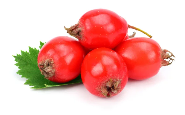 Weißdornbeeren Mit Grünem Blatt Isoliert Auf Weißem Schneidpfad — Stockfoto