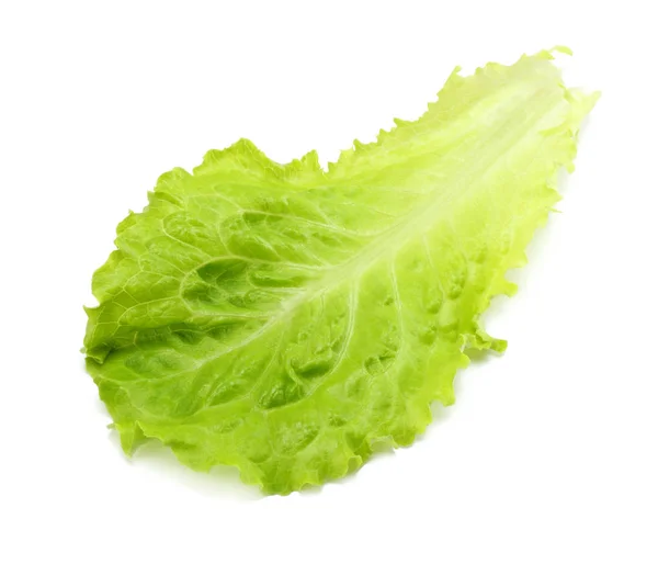 Una Hoja Ensalada Aislada Sobre Fondo Blanco —  Fotos de Stock