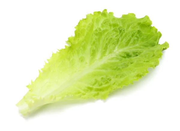 Beyaz Bir Arka Plan Üzerinde Izole Bir Salata Yaprağı — Stok fotoğraf