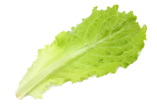 Una Hoja Ensalada Aislada Sobre Fondo Blanco — Foto de Stock