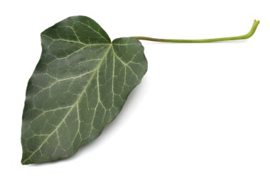beyaz bir arka plan üzerinde izole sarmaşık yaprakları. üstten görünüm