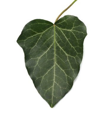 beyaz bir arka plan üzerinde izole sarmaşık yaprakları. üstten görünüm