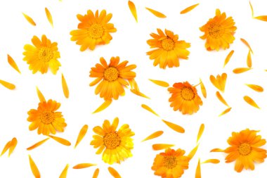 beyaz arkaplanda izole kadife çiçekleri (calendula çiçeği) üst görünüm