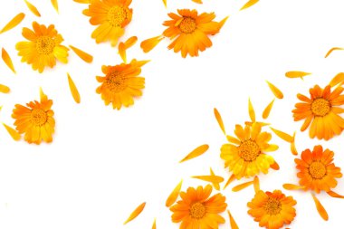 beyaz arkaplanda izole kadife çiçekleri (calendula çiçeği) üst görünüm