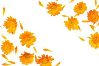 beyaz arkaplanda izole kadife çiçekleri (calendula çiçeği) üst görünüm