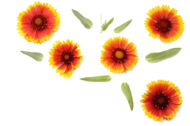 Sarı çiçek başı beyaz arkaplanda izole edilmiş