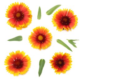 Beyaz arkaplanda yeşil yapraklı sarı çiçek