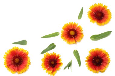 Beyaz arkaplanda yeşil yapraklı sarı çiçek