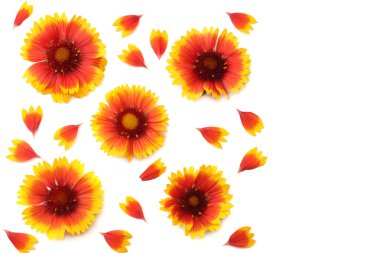 Sarı çiçek başı beyaz arkaplanda izole edilmiş