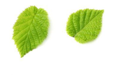 Fındık yaprakları beyaz arka planda izole. en üstteki görünüm