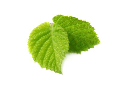 Fındık yaprakları beyaz arka planda izole. en üstteki görünüm