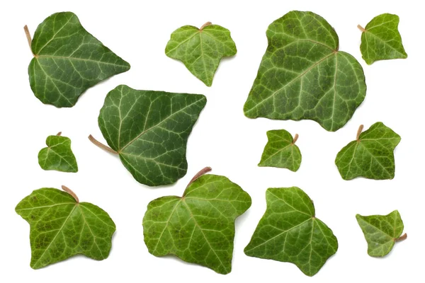 Ivy Leaves Isolated White Background Top View — Stock Photo, Image