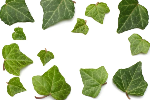 Ivy Leaves Isolated White Background Top View — Stock Photo, Image