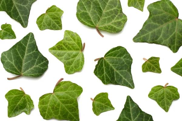 Feuilles Lierre Isolées Sur Fond Blanc Vue Dessus — Photo