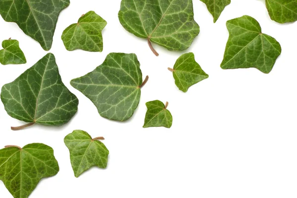 Feuilles Lierre Isolées Sur Fond Blanc Vue Dessus — Photo