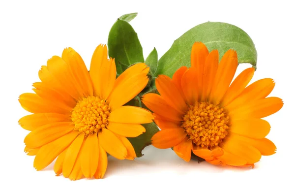 Marigold Květy Zeleným Listem Izolované Bílém Pozadí Kalendář Květ — Stock fotografie