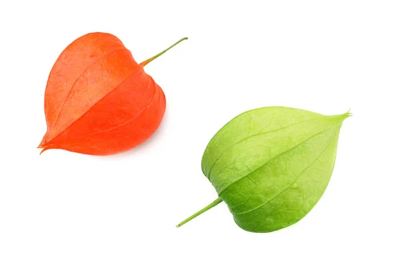 Fruit Physalis Rouge Vert Isolé Sur Fond Blanc Vue Dessus — Photo