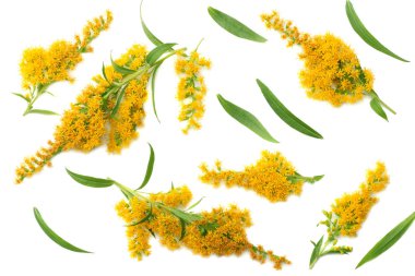 Goldenrods (Solidago kızgözü) çiçekler izole beyaz arka plan üzerinde. üstten görünüm