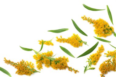 Goldenrods (Solidago kızgözü) çiçekler izole beyaz arka plan üzerinde. üstten görünüm