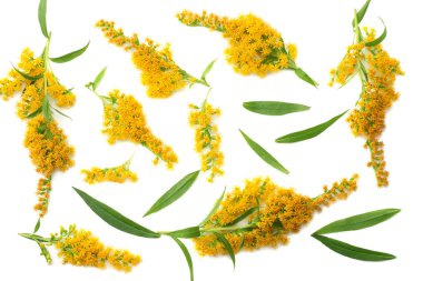 Goldenrods (Solidago kızgözü) çiçekler izole beyaz arka plan üzerinde. üstten görünüm