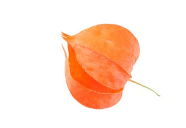 Beyaz arka plan üzerinde izole kırmızı physalis meyve. üstten görünüm