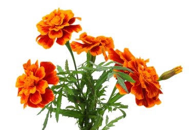 Turuncu Marigold çiçek, Tagetes erecta, Meksika kadife çiçeği, Aztek kadife çiçeği, beyaz arka plan üzerinde izole Afrika kadife çiçeği