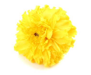 Sarı kadife çiçeği, Tagetes ereksiyon, Meksika kadife çiçeği, Aztek kadife çiçeği, beyaz arka planda izole edilmiş Afrika kadife çiçeği.