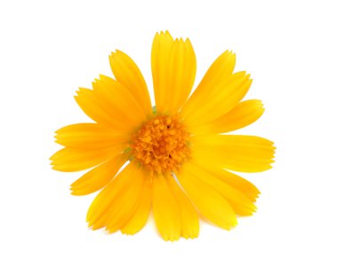 Yeşil yapraklı kadife çiçekleri beyaz arka planda izole edilmiştir (calendula çiçeği )